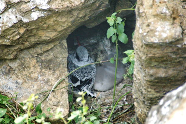 istock Red-billed tropicbird nesting in a rock crevice 1134846015