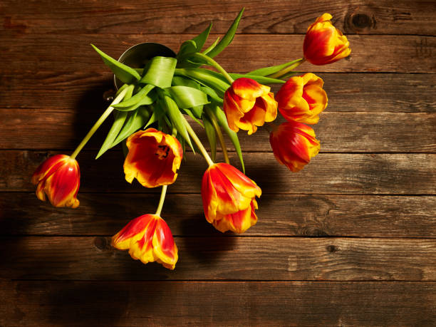 ramo de tulipanes multicolor. - 2838 fotografías e imágenes de stock