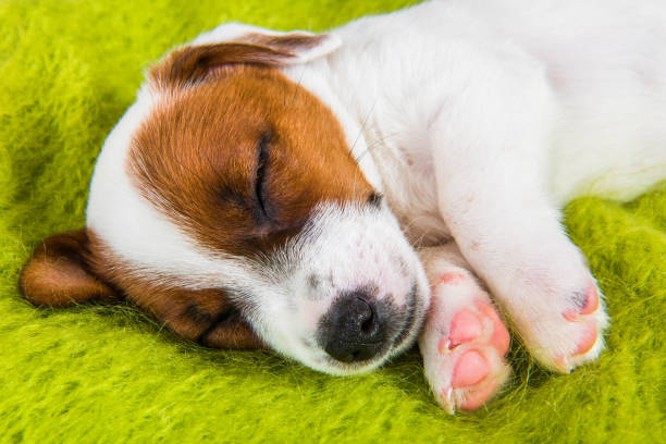 istock Puppy sleeping on the couch, the dog fell ill. 1134846195