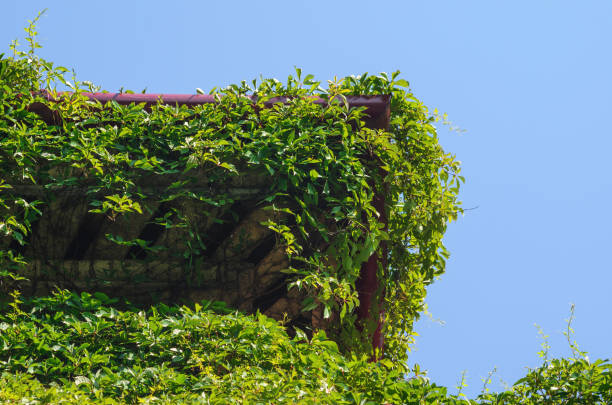 Drainage from the Pitched Roof in Front of a Clean Blue Sky at Sunrise. The Old Building is Thickly Covered with Ivy. Copy Space