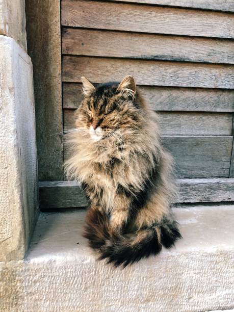 istock Old stray persian cat on the street / old town 1134846972
