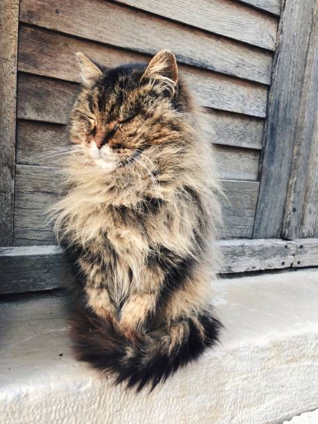 istock Old stray persian cat on the street / old town 1134846996
