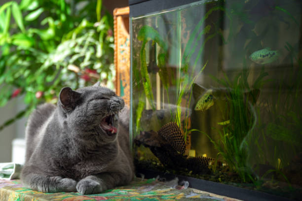 istock Cute british shorthair Cat looks at aquarium 1134847294
