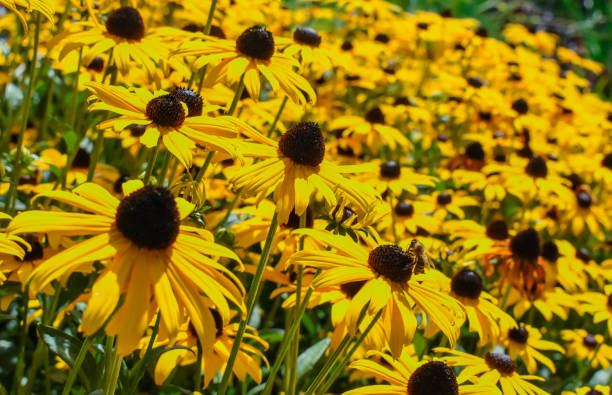 istock Black-Eyed-Susan flower bed. 1134847354