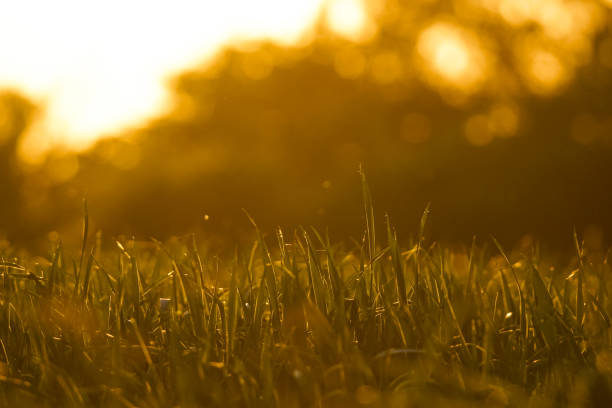 istock silhouette of a grass field 1134848148