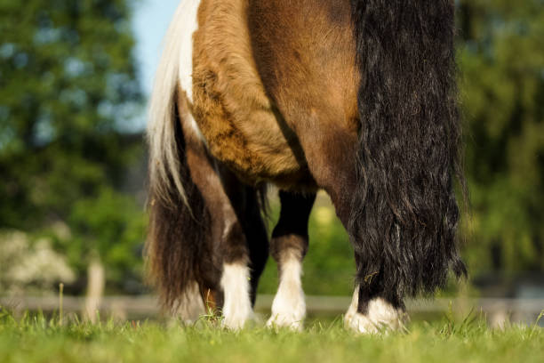 ポニー - young animal beautiful horse mammal ストックフォトと画像