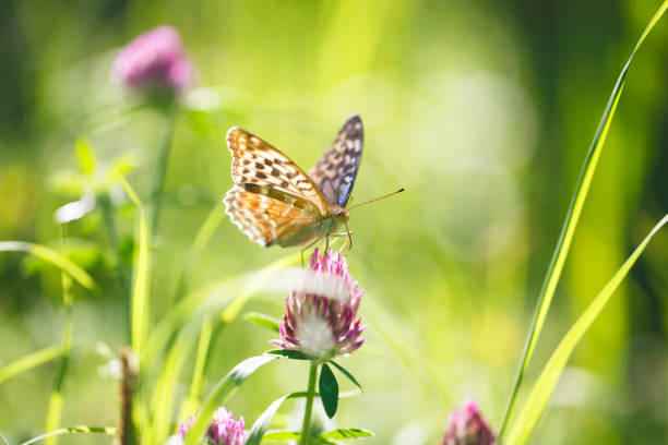 hermosa fritillary bañado en plata [argynnis paphia] mariposa en una flor en verano - argynnis fotografías e imágenes de stock