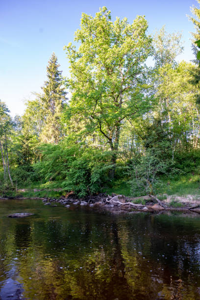 istock sunrise over the forest river in woods, early light 1134850742