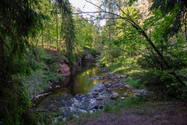 istock sunrise over the forest river in woods, early light 1134850743