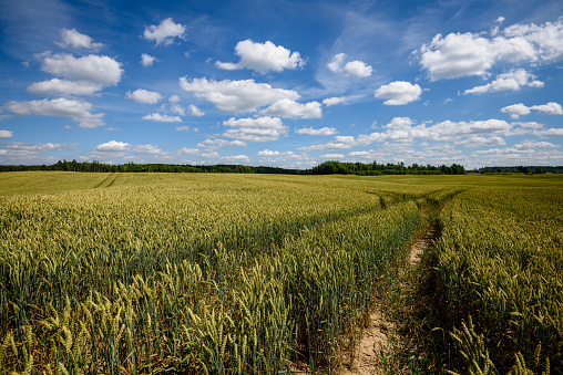 harvest ready wheat fields in late summer under blue sky with white clouds in. countryside