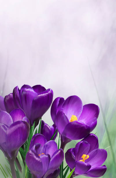istock Nature Spring Floral template with crocus flowers 1134851842