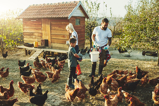 Family feeding chickens on their free range farm.