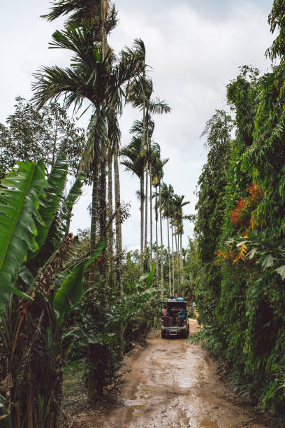 istock Palm Trees On Road Against Sky 1134861962