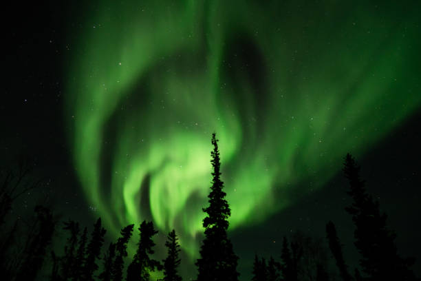 istock Northern lights (Aurora borealis) with starry sky above forest 1134862344
