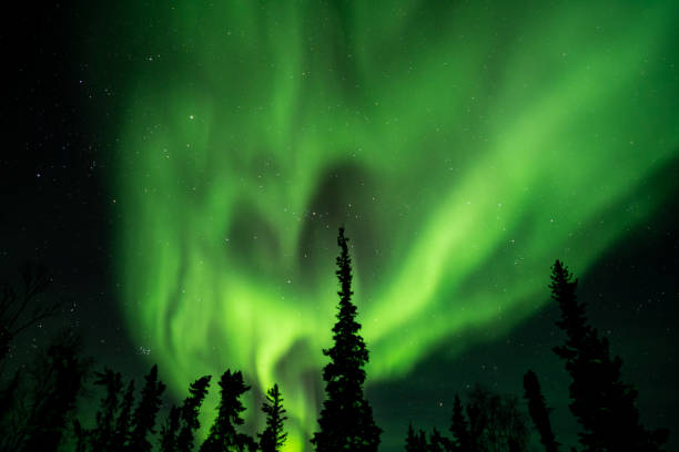 istock Northern lights (Aurora borealis) with starry sky above forest 1134862347