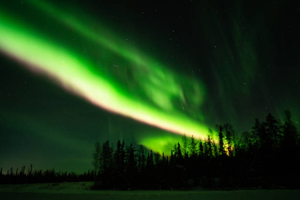 istock Northern lights (Aurora borealis) with starry sky above forest 1134862349