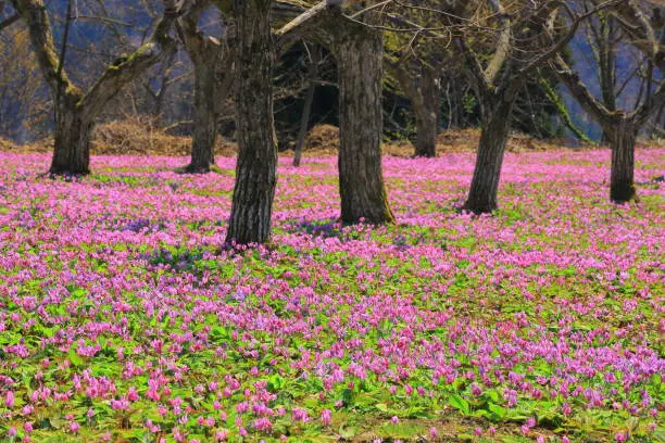 Akita prefecture spring and katakuri flowers