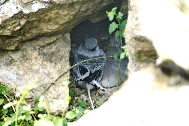 istock Red-billed tropicbird nesting in a rock crevice 1134863091