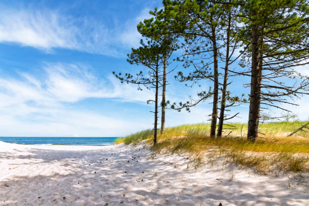 Summer view of the Baltic sea coast with pine trees, Leba, Poland