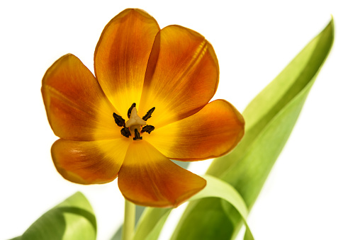 Amazing orange with yellow tulip close up isolated on white background