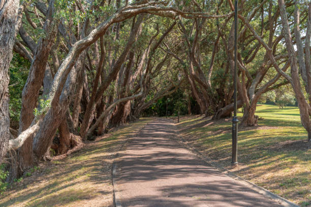 istock Trees On Grassy Landscape In Park 1134864386