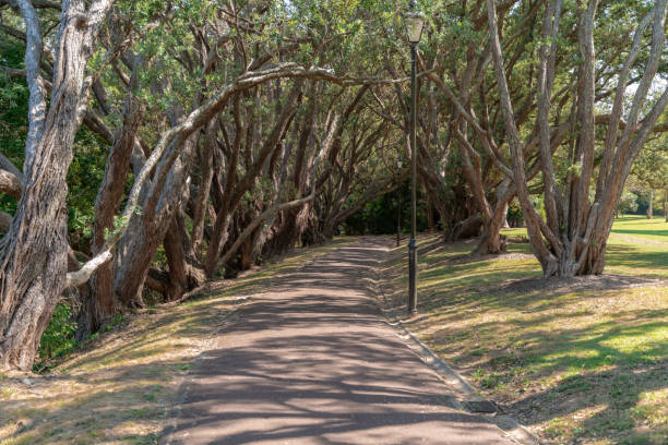 istock Trees On Grassy Landscape In Park 1134864429
