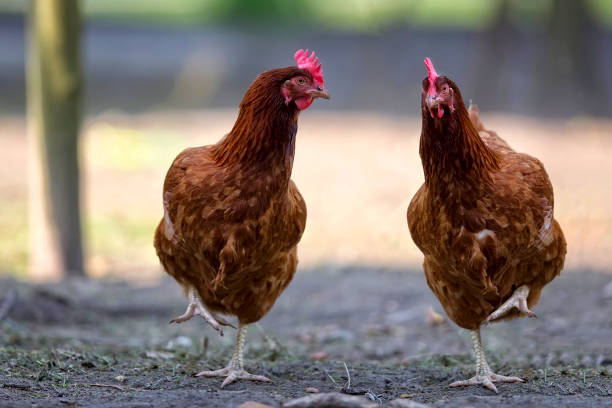 Tính cách và tâm lý