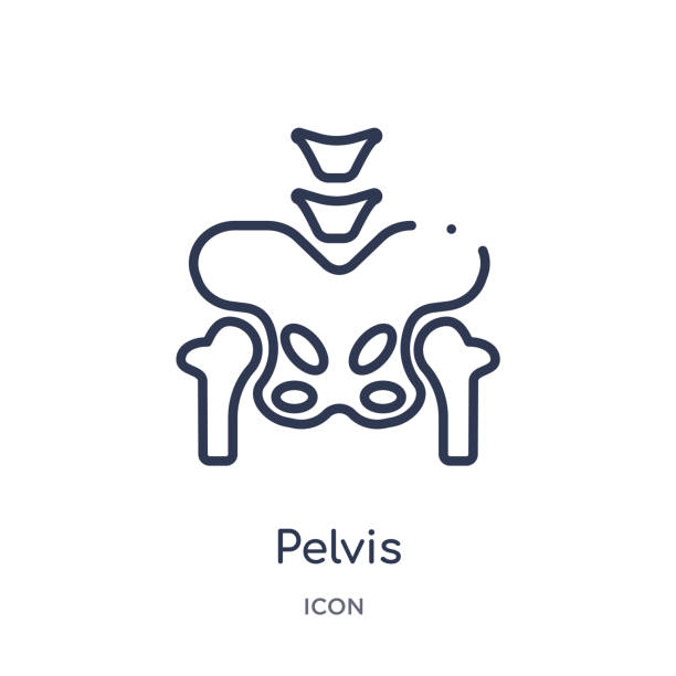 Linear pelvis icon from Medical outline collection. Thin line pelvis icon isolated on white background. pelvis trendy illustration Linear pelvis icon from Medical outline collection. Thin line pelvis icon isolated on white background. pelvis trendy illustration pelvis icon stock illustrations