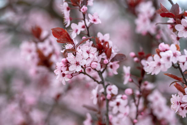 istock Close up plum branches in bloom with defocused background 1134866374