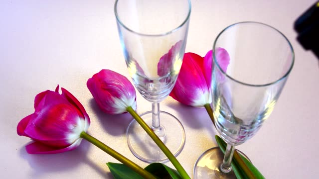 Two glasses of sparkling wine and red tulips. Pour wine into glasses