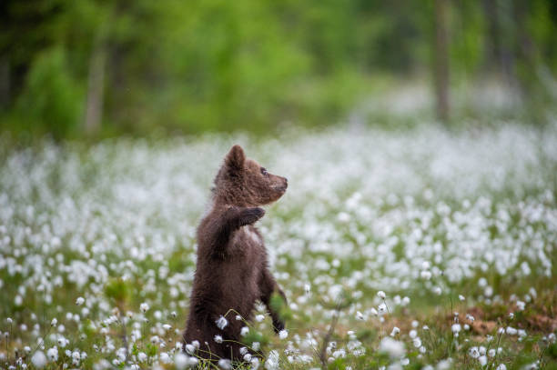istock Brown bear cub playing on the field among white flowers. 1134867315