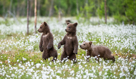 Brown bear cubs playing on the field among white flowers