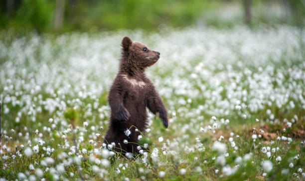 istock Brown bear cub playing on the field among white flowers. 1134867522