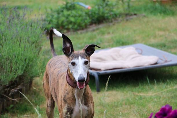 istock sighthound portrait in the garden 1134870014
