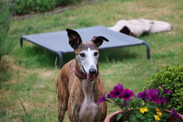 istock sighthound portrait in the garden 1134870033