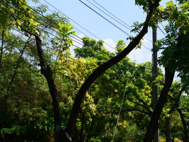 istock Management of trees near powerlines 1134871726