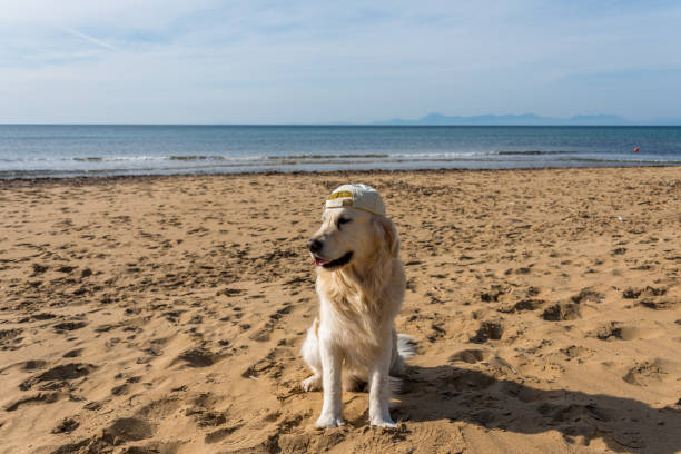istock Golden Retriever in a Hat on a Mediterranean Beach 1134871872