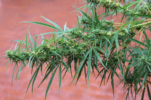 Hemp, or industrial hemp typically found in the northern hemisphere, is a variety of the Cannabis sativa plant species that is grown specifically for the industrial uses of its derived products.