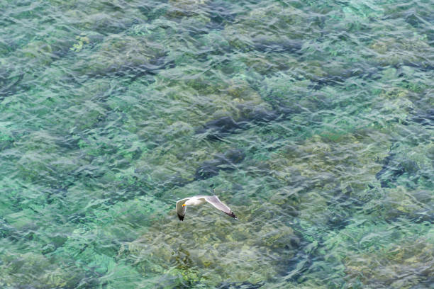 Seagull Flying over the Turquoise Mediterranean Sea