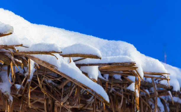 istock Snow-covered arbors in the winter forest 1134873329