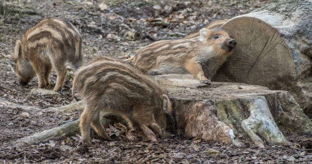 istock young Wild Boars in the wildlife 1134873370