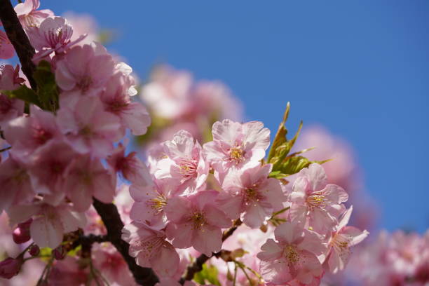 istock Cherry 'Kawazu-zakura' 1134873416