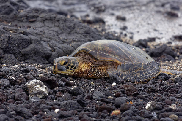 istock Hawaiian Green Sea Turtle or Honu (Chelonia mydas). 1134874264