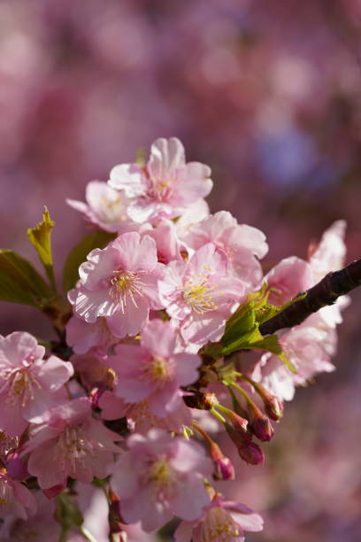 istock Cherry 'Kawazu-zakura' 1134875988