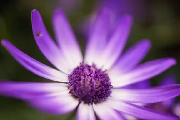 violet flowers, Bornholm Marguerite