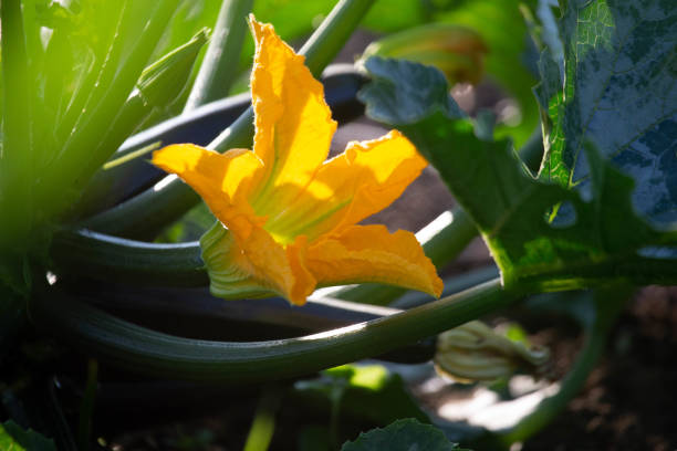 flor de abobrinha - squash flower - fotografias e filmes do acervo