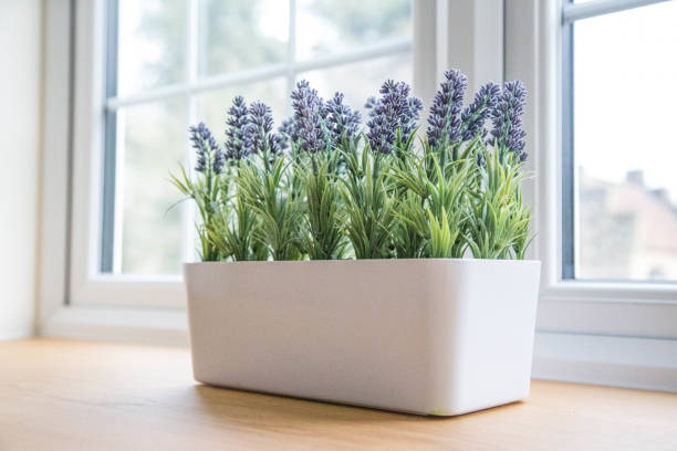 lavender flowers on windowsill stock photo