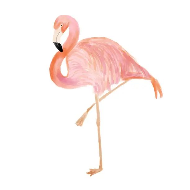 Vector illustration of Watercolor Pink Flamingo Portrait, Side View. Tropical Exotic Bird Background, Tropical Summer Concept, Design Element.