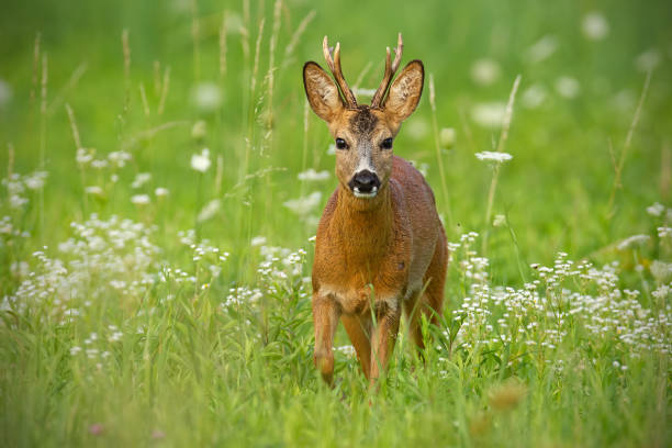 istock Young roe deer walking towards camera surrounded by white flowers in summer 1134877722