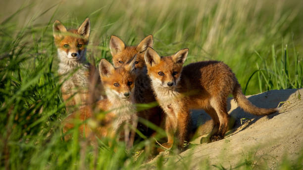 istock Red fox small young cubs near den curiously staring to camera 1134877820